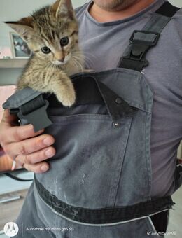 Kleine Katze sucht zu Hause - Dortmund