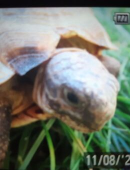 Landschildkröten Vierzehenschildkröten (Testudo horsfildii) eigene Nachzuchten aus Potsdam - Potsdam