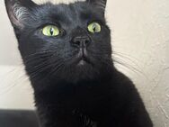 3-jährige BKH-Mix-Katze in liebevolle Hände abzugeben - Nordhorn
