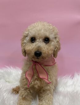 Louny sucht Zuhause oder PS ♥ - Ebstorf (Klosterflecken)