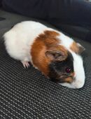 Meerschweinchen Bock in 50189