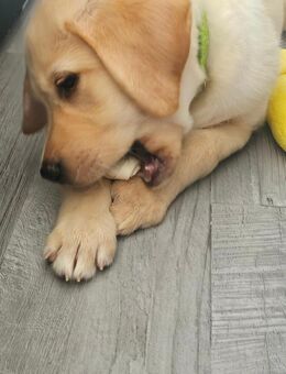 Labradorwelpen - Krefeld
