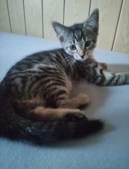 Kitten Kater - Gerbstedt