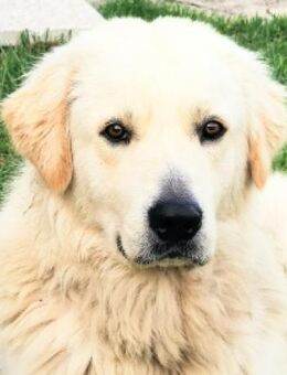 Zeus💙💙Ist ein geselliger Familienhund - Herxheim (Landau)