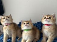 Reinrassigen BKH Katzen - Schorndorf (Baden-Württemberg)
