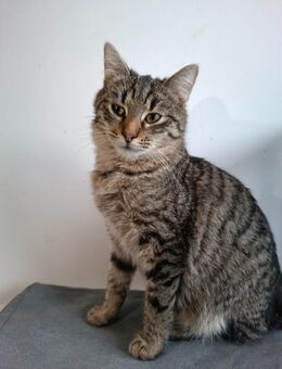 Leo sucht ein Zuhause mit Freigang - Waakirchen