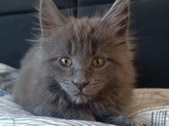 Reinrassige Maine Coon Kitten zu verkaufen - Sinsheim