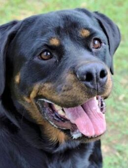 Bella - Alle guten Dinge sind 3 - Süderbrarup