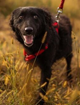 Bailey 💗 verschmuste, liebe Fellnase - Hamburg