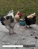 Sussex Hahn in 86633