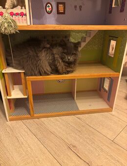 Bkh\blh liebevoller Kater - Lünen
