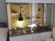 Bartagame mit Terrarium und Zubehör - Horka