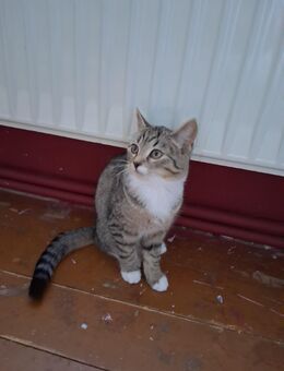 Sucht für immer Zuhause - Grafengehaig