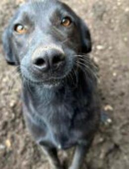 Reki, der Liebevolle 🐾 - Elsdorf (Nordrhein-Westfalen)