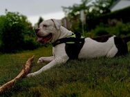 Amerikanische Bulldogge - Anklam