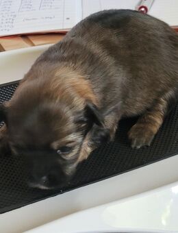 3 Pom-Chi-Babys suchen ab Mitte Januar ein eigenes Zuhause - Apolda