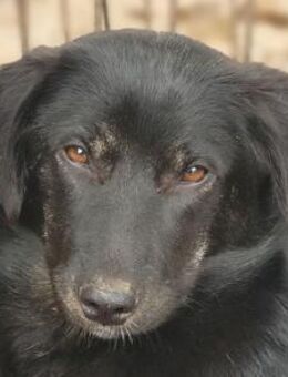 MARIA-zauberhafte Jung-Hündin,43 cm - Rösrath