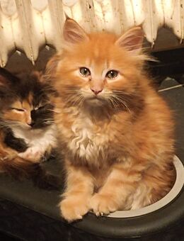 Maine Coon Mix Kater - Biberach (Riß)