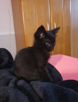 Süßes, schwarzes MainCoon-Mix Babykätzchen - weiblich - Köln
