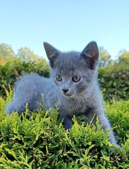 3 bezauberne Katzenbabys Bkh Mix - Holtland