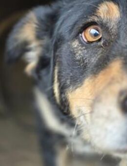 Benni - wartet schon so lange - Dreikirchen