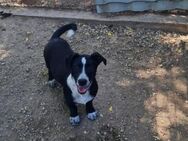Kleiner Rocky sucht Familie - Leonberg (Baden-Württemberg)