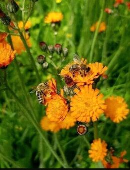 Orangerotes Habichtskraut (Hieracium aurantiacim) - Horgenzell