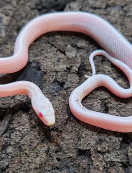 Coral Snow Tessera Motley - Schwelm