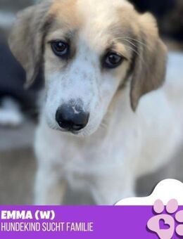 Emma- neue Heimat gesucht - Nürnberg