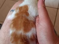 Britisch Kurzhaar Katerchen - Nußbach