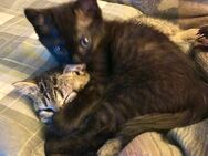 Kitten BKH-Mix - Großholbach