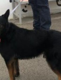 Schäfimix Fred - Ellerbek