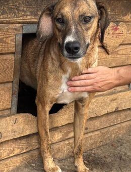 CLANE ~ hübscher, aktiver Jungrüde - Duisburg