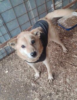 Herzchen Creamy braucht eine Familie - Düsseldorf