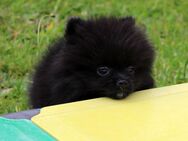 Yulie unsere kleine Pomeranian Zwergspitz Hündin Welpe mit Papieren kann ins neue Heim ziehen - Eichenzell