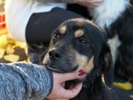 zauberhafter Rollihund Benny - Kallmünz