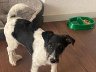 Fox Terrier Rüde 5 Monate - Erftstadt