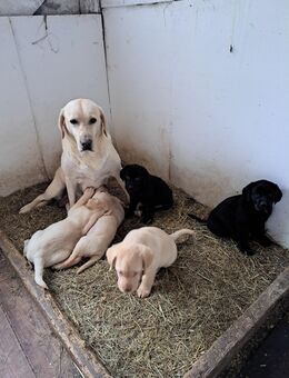 5 Labradorwelpen zu verkaufen - Wirges