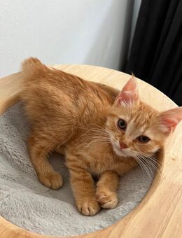Katzenbabyss suchen liebevolles Zuhause - Elsdorf (Nordrhein-Westfalen)
