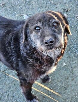 Freddy- neue Heimat gesucht - Nürnberg