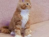 Maine coon Kater Kitten - Bergkamen