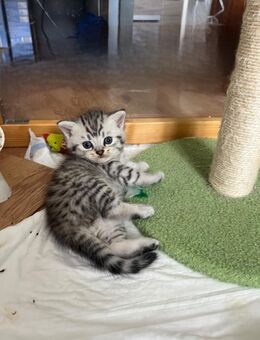 BKH Katerchen sucht Zuhause - Hartha
