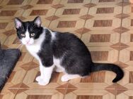 Verschmuster Kater Lyon - Karlsruhe