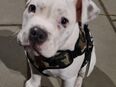 American Bully - Stafford in 22880