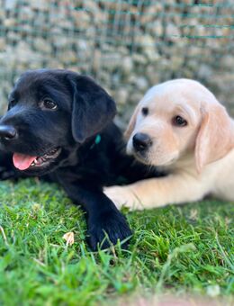 Labrador Welpen - Weiler-Simmerberg