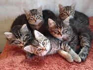 Katzenbabys mischling Maine Coon&Angora - Frittlingen