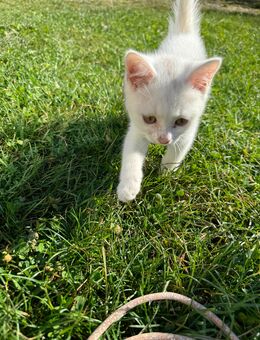 Baby Katze BKH - Huy