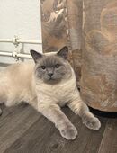 DECKGRANATE TABBY!!!… in 47058