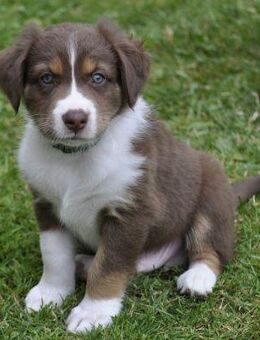 Australian Shepherd Welpen mit ASCA Pap. suchen ein liebevolles Zuhause - Wanderup