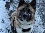 American Akita Inu - Sulzbach-Rosenberg Zentrum